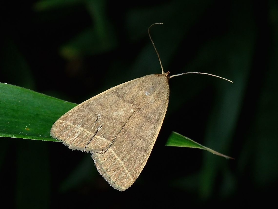 Moth  Fiji,Moth