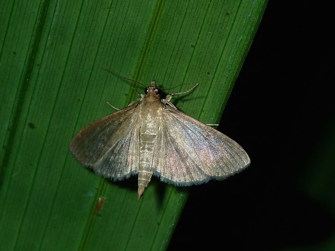 Moth  Fiji,Moth