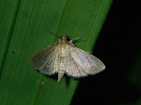 Moth  Fiji,Moth