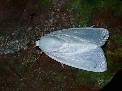 White Moth  Fiji,Moth