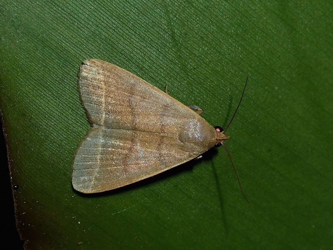 Moth  Fiji,Moth