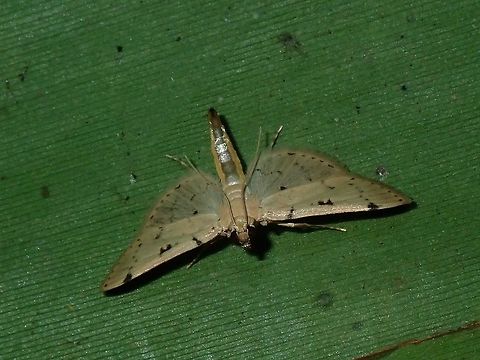 Moth  Fiji,Moth