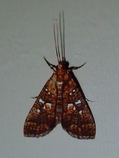 Moth This Moth was attracted by light at night to the Hotel, seen outside my Hotel room. Fiji,Moth