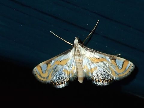 Moth - Eoophyla cf hexalitha This Moth was attracted by light at night to the Hotel, seen outside my Hotel room.

Genus is determined to Eoophyla.
Was told it could be Eoophyla hexalitha. Eoophyla hexalitha,Fiji,Moth