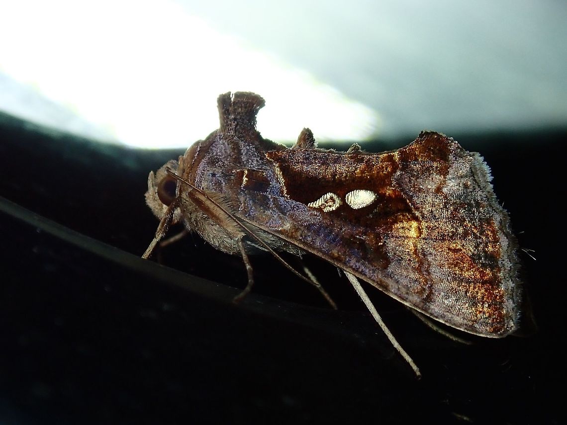 Moth This Moth was attracted by light at night to the Hotel, seen outside my Hotel room.<br />
<br />
It could possibly be Tomato Green Looper, locally in Fiji called Green Semi-Looper - Chrysodeixis eriosoma.  This Moth or specifically the Caterpillars are considered a pest. Chrysodeixis eriosoma,Fiji,Green Garden Looper,Moth