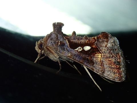 Moth This Moth was attracted by light at night to the Hotel, seen outside my Hotel room.

It could possibly be Tomato Green Looper, locally in Fiji called Green Semi-Looper - Chrysodeixis eriosoma.  This Moth or specifically the Caterpillars are considered a pest. Chrysodeixis eriosoma,Fiji,Green Garden Looper,Moth