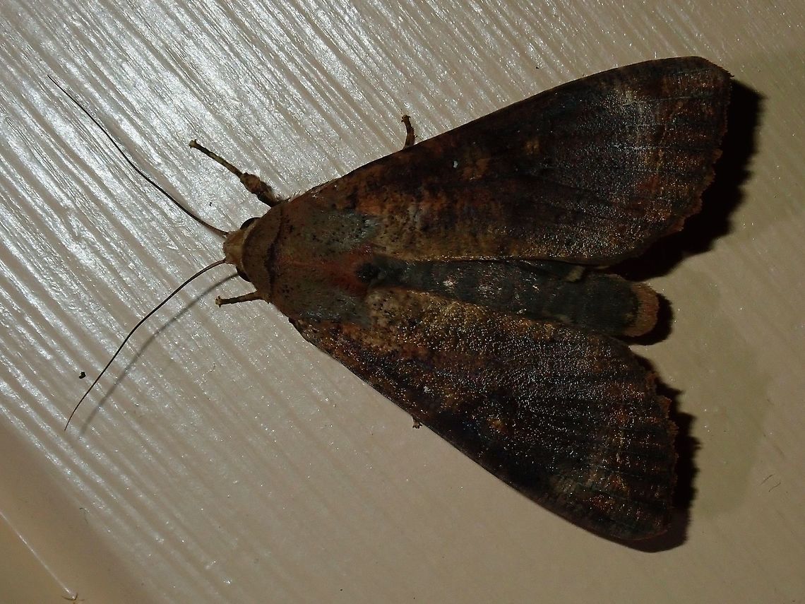 Moth This Moth was attracted by light at nigh to the Hotel, seen outside my Hotel room. Fiji,Moth