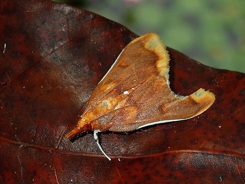 Long Snout/Nose Moth - Pyralidae Small sized Moth, around 1.5 cm with long Snout/Nose, hence its name. Fiji,Long Nose Moth,Long Snout Moth,Moth,Pyralidae