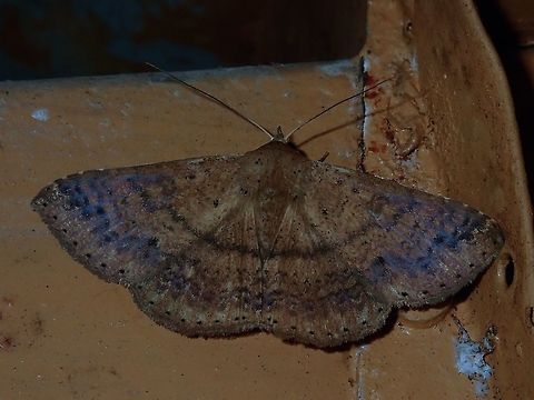 Moth This Moth was attracted by light at night to the Hotel, seen outside my Hotel room. Fiji,Moth