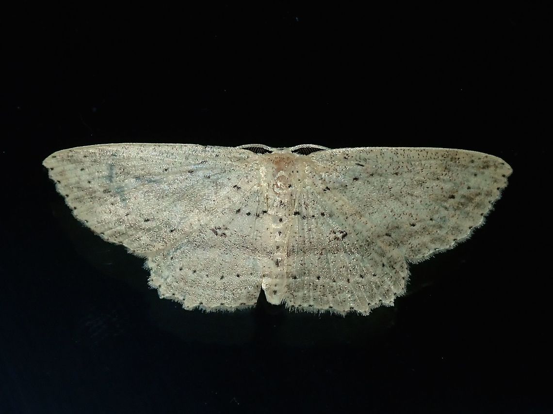 Geometrid Moth - Scopula sp (?) This Moth was attracted by light at night to the Hotel, seen on glass window outside my room.<br />
<br />
Possibly from the genus Scopula. Fiji,Geometrid Moth,Moth,Scopula,Scopula sp