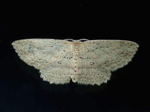 Geometrid Moth - Scopula sp (?) This Moth was attracted by light at night to the Hotel, seen on glass window outside my room.

Possibly from the genus Scopula. Fiji,Geometrid Moth,Moth,Scopula,Scopula sp