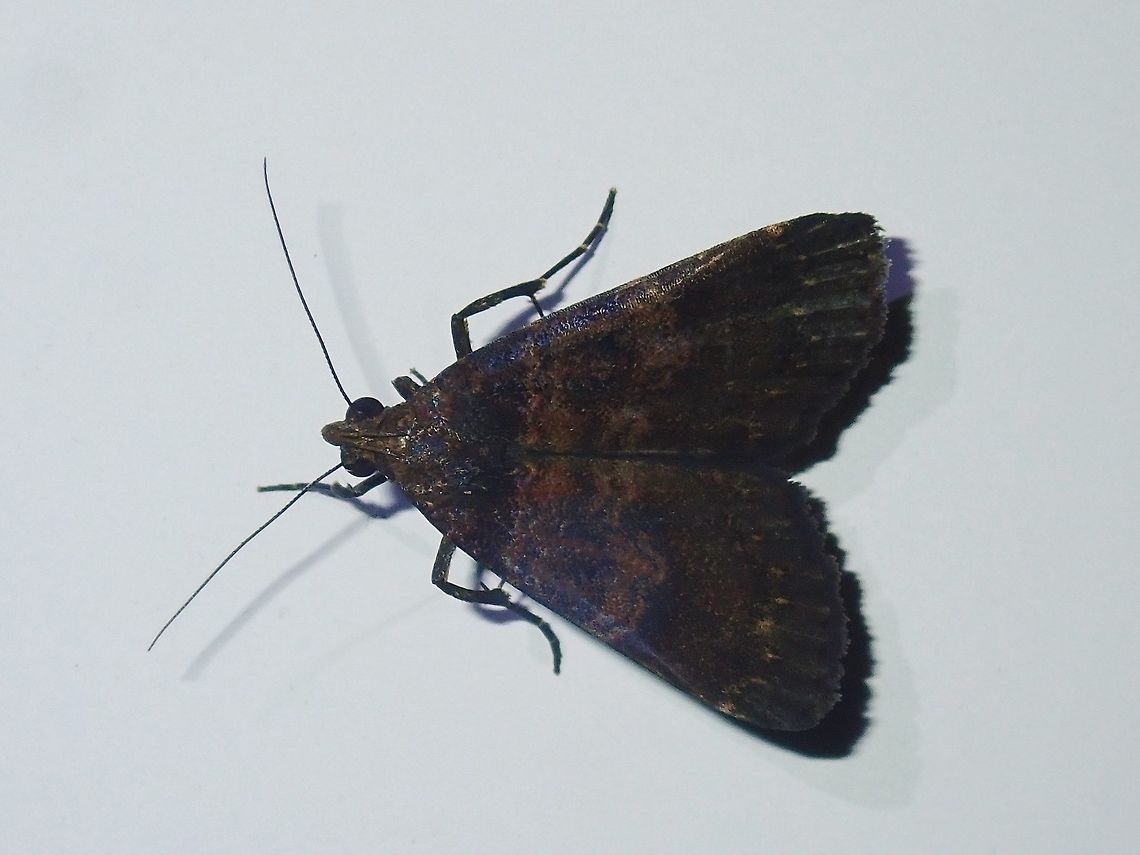 Moth - Hydrillodes lentalis This Moth was attracted by light at nigh to the Hotel, seen outside my Hotel room. Fiji,Hydrillodes lentalis,Moth