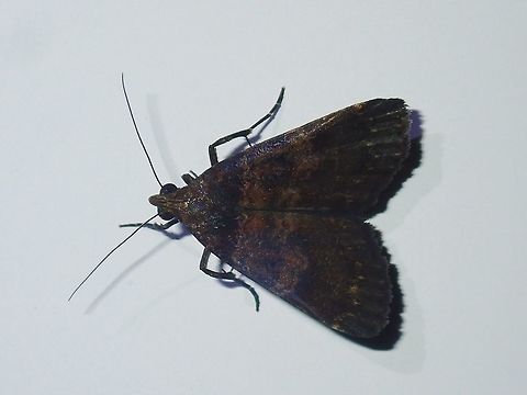 Moth - Hydrillodes lentalis This Moth was attracted by light at nigh to the Hotel, seen outside my Hotel room. Fiji,Hydrillodes lentalis,Moth
