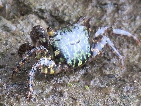 Crab Small Crab with Green/Yellow/Black carapace, seen along a river mangrove.                    Crab,Fiji