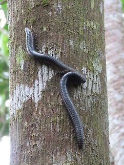 Giant Millipede This 2 Giant Millipedes were seen quite high up on a tree trunk, it is probably 15-18 cm in length. Fiji,Giant Millipede,Gonibregmatus plurimipes,Millipede