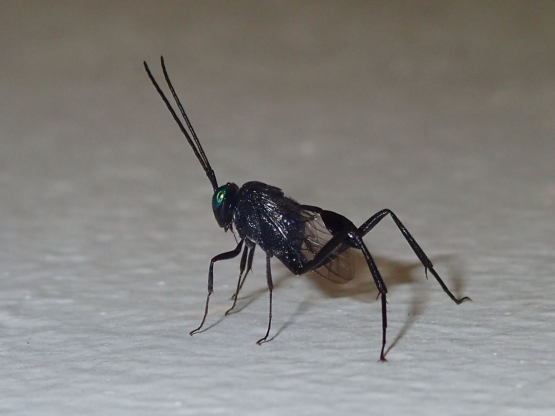 Wasp - Evania appendigaster  Blue-Eyed Ensign Wasp,Evania appendigaster,Fiji,Wasp