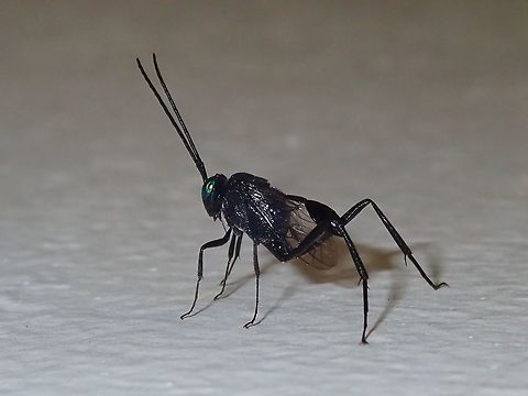 Wasp - Evania appendigaster  Blue-Eyed Ensign Wasp,Evania appendigaster,Fiji,Wasp