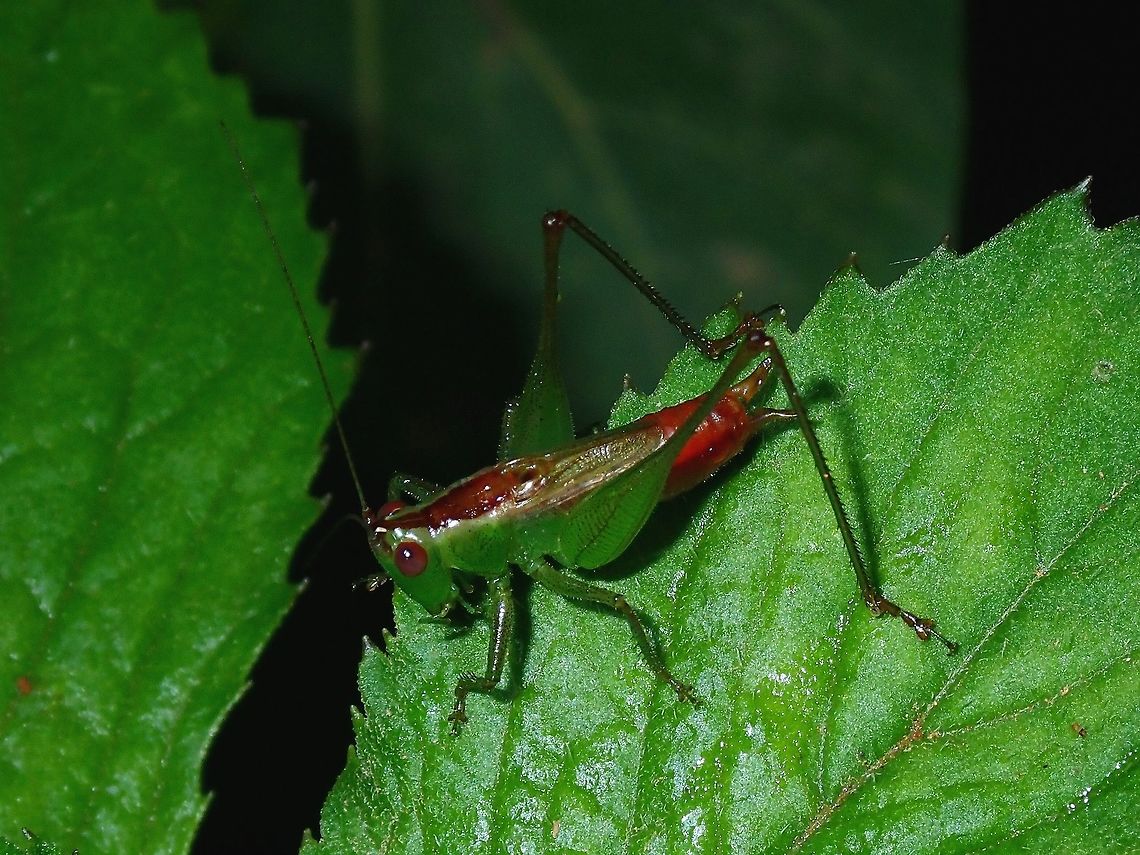 Cricket  Cricket,Fiji