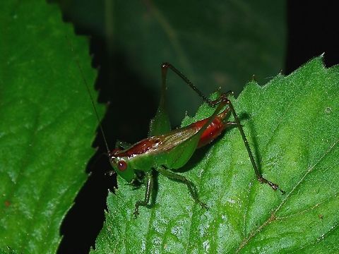 Cricket  Cricket,Fiji
