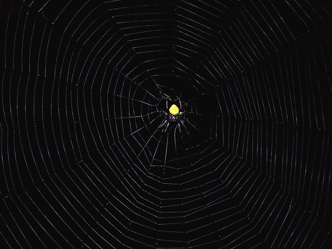 Huge Web A small black Spider with yellow abdomen with her huge webbings. Fiji,Spider