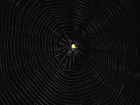 Huge Web A small black Spider with yellow abdomen with her huge webbings. Fiji,Spider