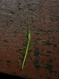 Baby Stick A baby Stick Insect, Phasmid, probably newly hatched or a few days old, body length around 1.5 cm.
It already lost one of its front legs but they are able to regenerate the lost legs through moulting process. Fiji,Phasmatodea,Phasmid,Stick Insect