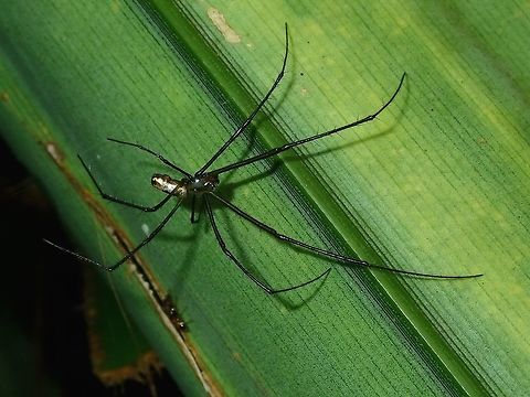 Northern Silver Orbweaver - Leucauge granulata Small sized Spider, male of the species Leucauge granulata. Fiji,Leucauge granulata,Northern Silver Orbweaver,Spider