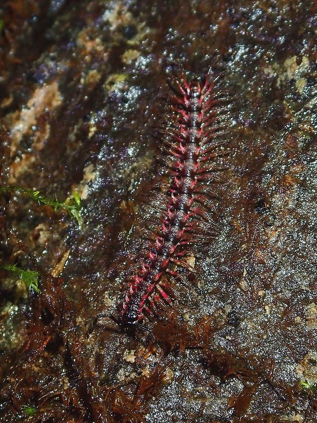 Millipede - Desmoxytes planata Small sized Millipede, around 5-6 cm with reddish/pinkish legs and rows of spine along its body. Desmoxytes planata,Fiji,Millipede