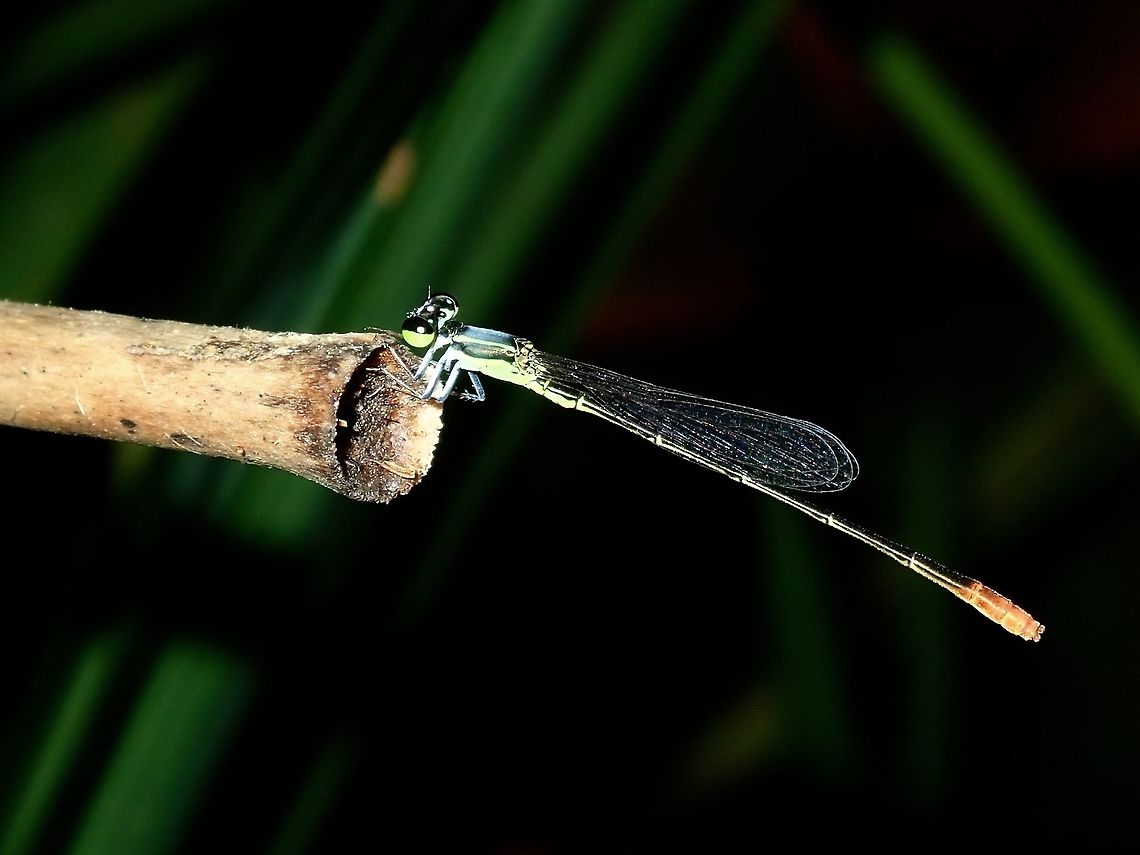 Narrow-Winged Damselfly - Agriocnemis exsudans  Agriocnemis exsudans,Damselfly,Fiji,Narrow-Winged Damselfly