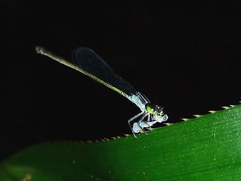 Nesobasis rufostigma