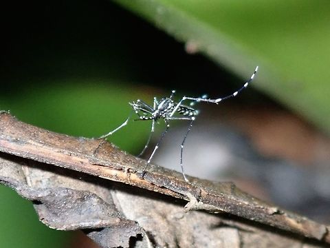 Mosquito  Fiji,Mosquito