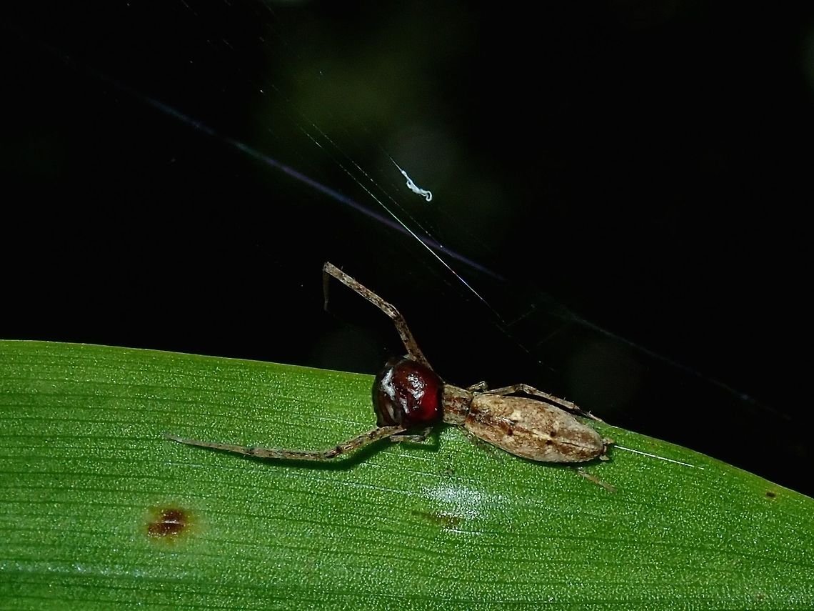 Tiny Legs This Spider looks odd but it actually has lost a few middle legs and they are growing back. Fiji,Spider