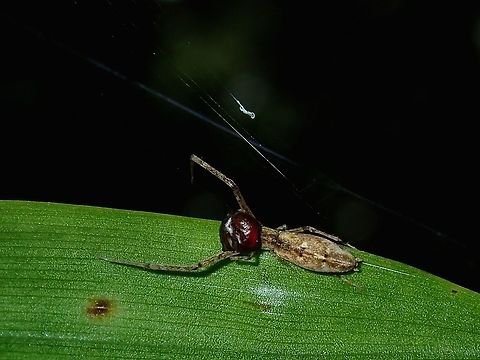 Tiny Legs This Spider looks odd but it actually has lost a few middle legs and they are growing back. Fiji,Spider