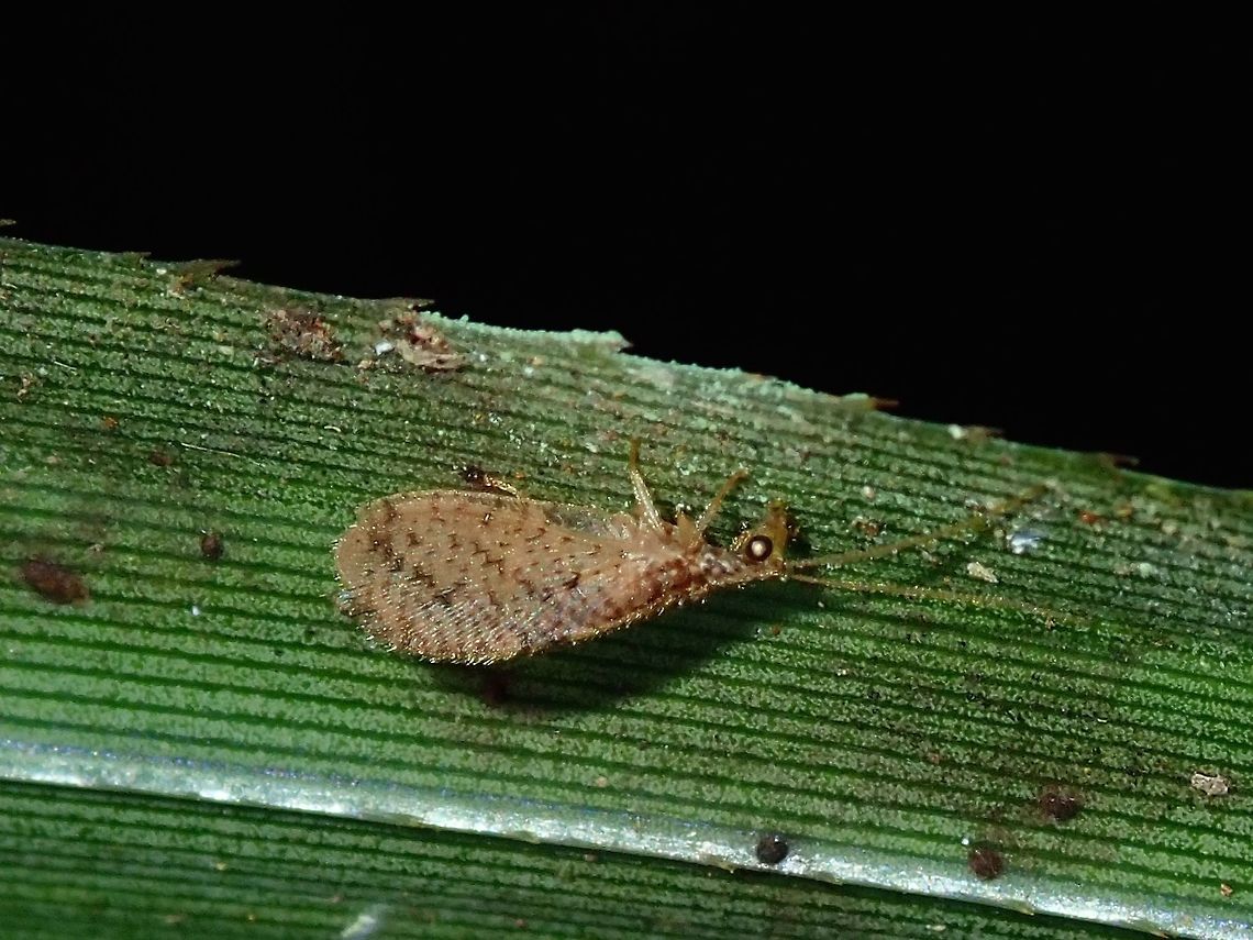 Lacewing (?) Not sure if this is a Lacewing, quite small in size, less than 1 cm. Fiji,Hemerobiidae,Lacewing
