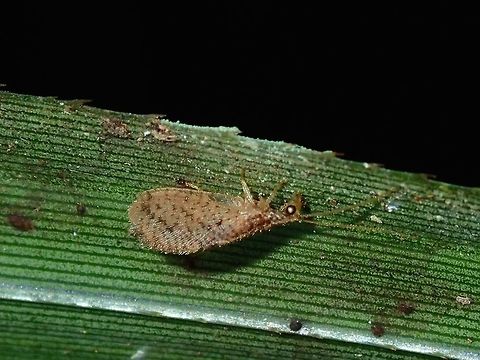 Lacewing (?) Not sure if this is a Lacewing, quite small in size, less than 1 cm. Fiji,Hemerobiidae,Lacewing
