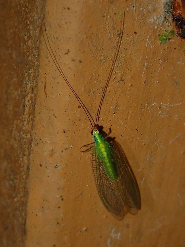 Green Lacewing This Green Lacewing was attracted by light at night to the Hotel, seen outside my hotel room. Chrysopidae,Fiji,Green Lacewing,Lacewing