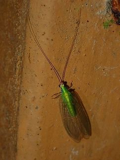 Green Lacewing This Green Lacewing was attracted by light at night to the Hotel, seen outside my hotel room. Chrysopidae,Fiji,Green Lacewing,Lacewing