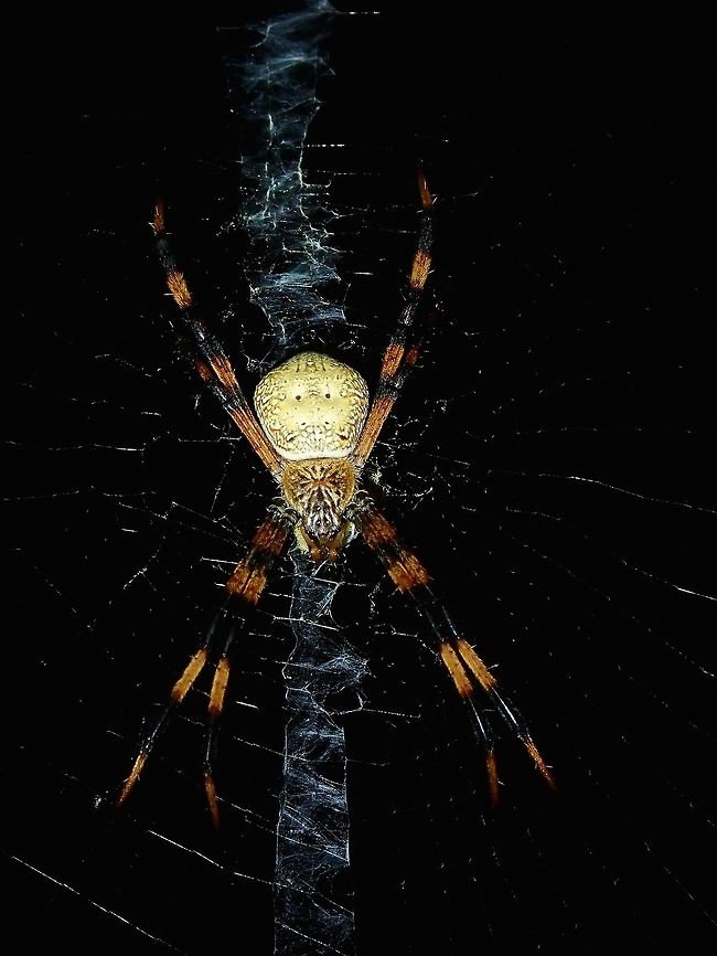 Spider - Argiope sp (?)  Argiope,Argiope sp,Fiji,Spider