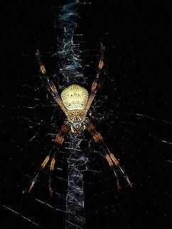 Spider - Argiope sp (?)  Argiope,Argiope sp,Fiji,Spider