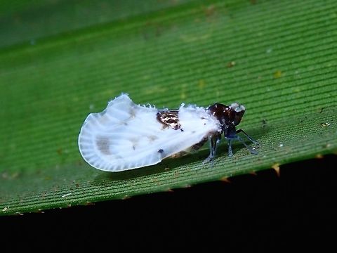Hopper Hopper, less than 1 cm in size. Fiji,Hopper