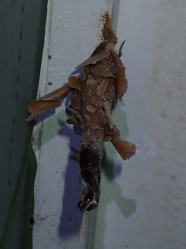 Bagworm - Psychidae Saw this Bagworm glued/attached to a wall within the hotel premises. Bagworm,Fiji,Psychidae