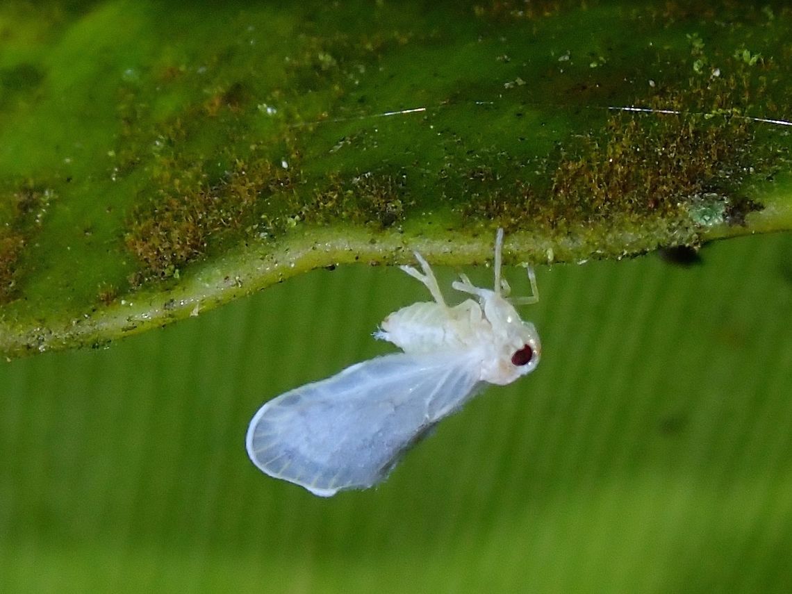 Tiny Hopper Tiny white Hopper, around 4-5 mm in size. Fiji,Hopper