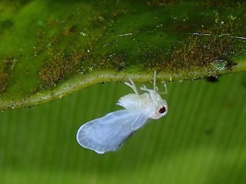 Tiny Hopper Tiny white Hopper, around 4-5 mm in size. Fiji,Hopper