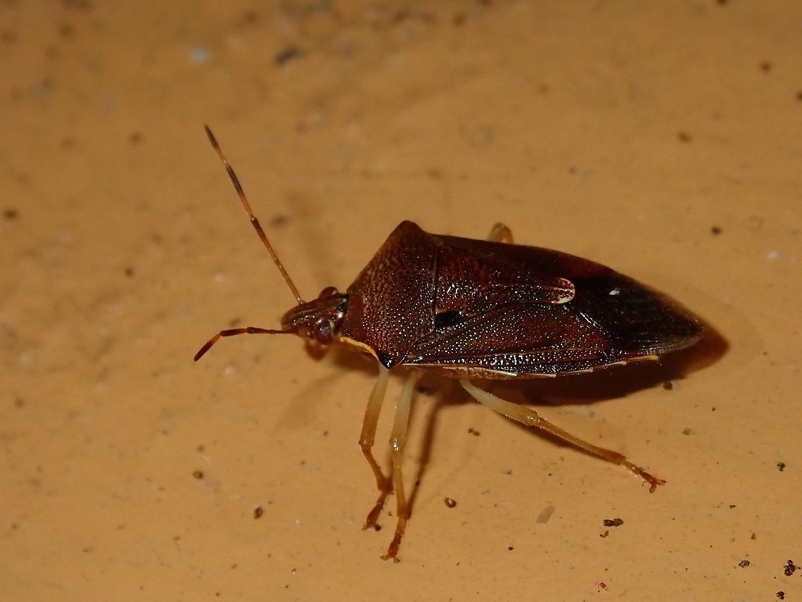 Stink Bug Stink Bug, attracted by light at night to the Hotel, seen outside my hotel room. Bug,Fiji,Stink Bug