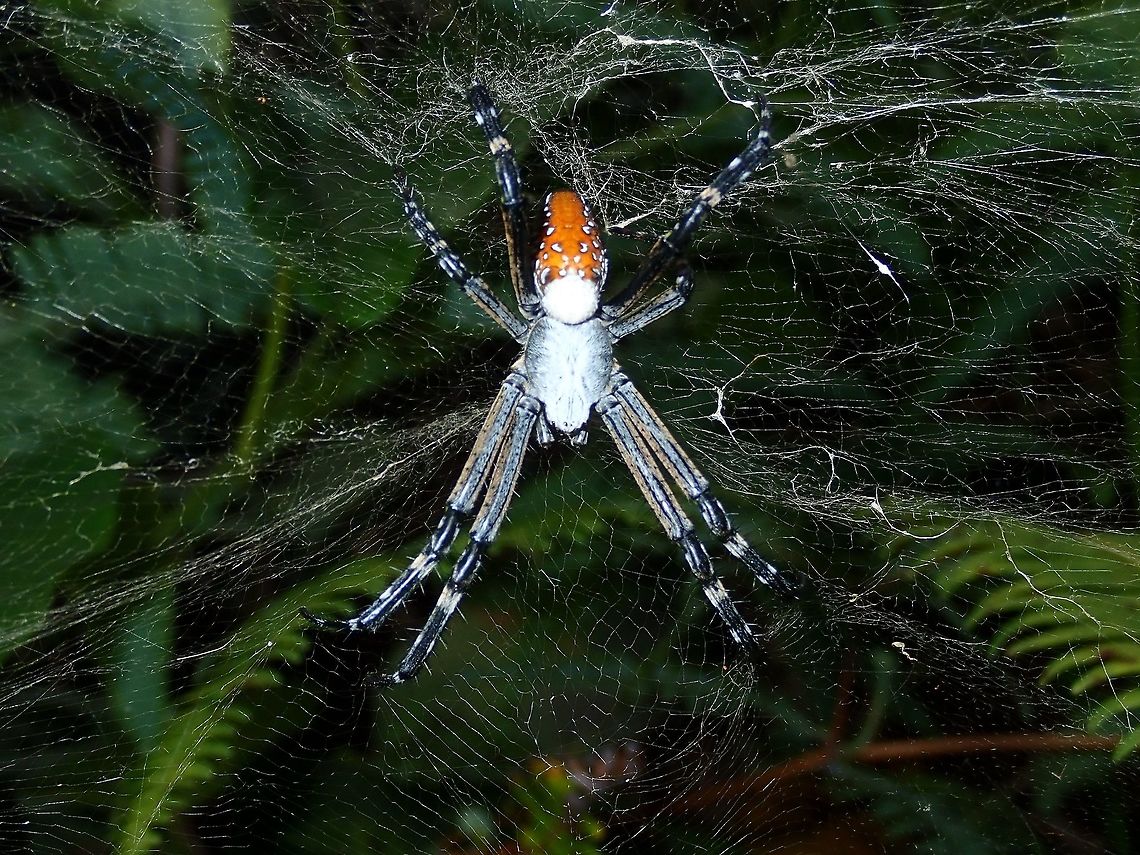 Messy Webbings but she is Gorgeous This Spider has a messy webbings but has interesting colours - mostly blueish and white and orange abdomen.<br />
The ID I was given so far is from the genus Cyrtophora. Cyrtophora,Cyrtophora moluccensis,Cyrtophora sp,Dome Tent Spider,Fiji,Spider