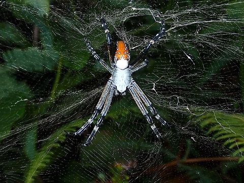 Messy Webbings but she is Gorgeous This Spider has a messy webbings but has interesting colours - mostly blueish and white and orange abdomen.
The ID I was given so far is from the genus Cyrtophora. Cyrtophora,Cyrtophora moluccensis,Cyrtophora sp,Dome Tent Spider,Fiji,Spider