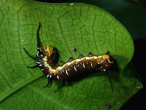 Caterpillar of Euploea boisduvalii I posted pics of this Caterpillars I found in Fiji to another forum for ID help.
Was surprised when told that this was a 'special' observation and he requested for more pics and full resolution pics to have a better look at them and make comparisons.  He later posted his analysis/comparisons and mentioned that this is most likely Euploea boisduvalii by eliminating the other known species of Danaids recorded from there. 

And if he is correct, then this could possibly be the first published photos of the caterpillar of this species! :)

This person has expertise in immature Butterflies (Caterpillars) and this is his observations :

According to my possibly dated references, the danaids reported for Viti Levu are:
* Danaus plexippus – LOOKS ENTIRELY DIFFERENT
* Euploea boisduvalii – MATCHES TEXTUAL DESCRIPTION
* Euploea leucostictos – LOOKS VERY DIFFERENT
* Euploea lewinii – PATTERNING SAME, BUT NOT COLOR & TUBERCLES, ON RAROTONGA (http://cookislands.bishopmuseum.org/showImage.asp... [http://cookislands.bishopmuseum.org/species.asp?id=9392])
* Euploea tulliolus – 3 PAIRS OF TUBERCLES
* Tirumala hamata – 2 PAIRS OF TUBERCLES
Thus, all considered, either Euploea boisduvalii (my vote; if correct, these being the first "published" photos) or the Fijian subspecies of E. lewinii. Butterly,Caterpillar,Euploea boisduvali,Euploea boisduvalii,Fiji