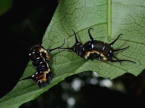 Caterpillars - Euploea boisduvalii Caterpillars of Euploea boisduvalii butterfly. Butterfly,Caterpillar,Euploea boisduvali,Euploea boisduvalii,Fiji