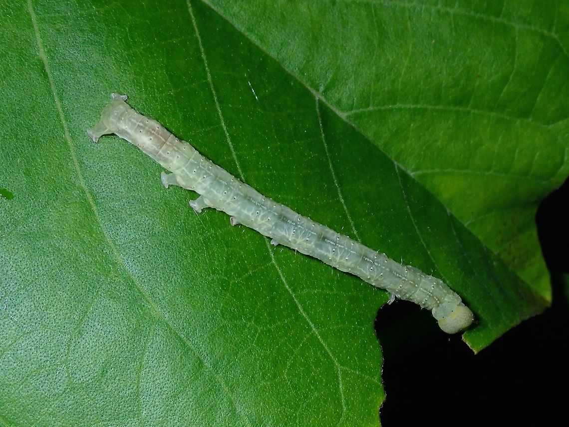 Caterpillar  Caterpillar,Fiji