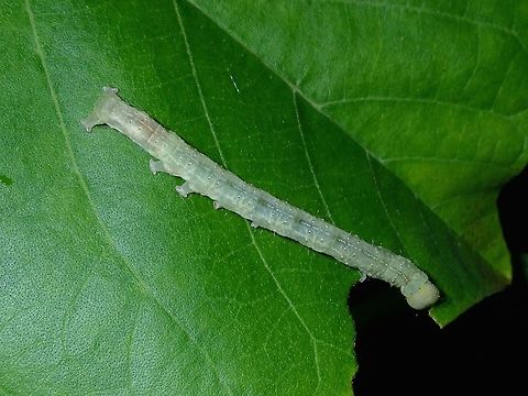 Caterpillar  Caterpillar,Fiji